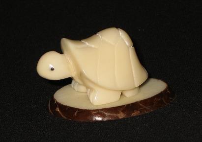 Box Turtle