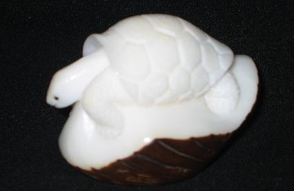 Galapagos Turtle