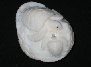 Sea Turtles