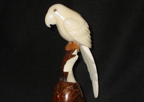 Parrot