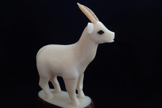 Antelopes