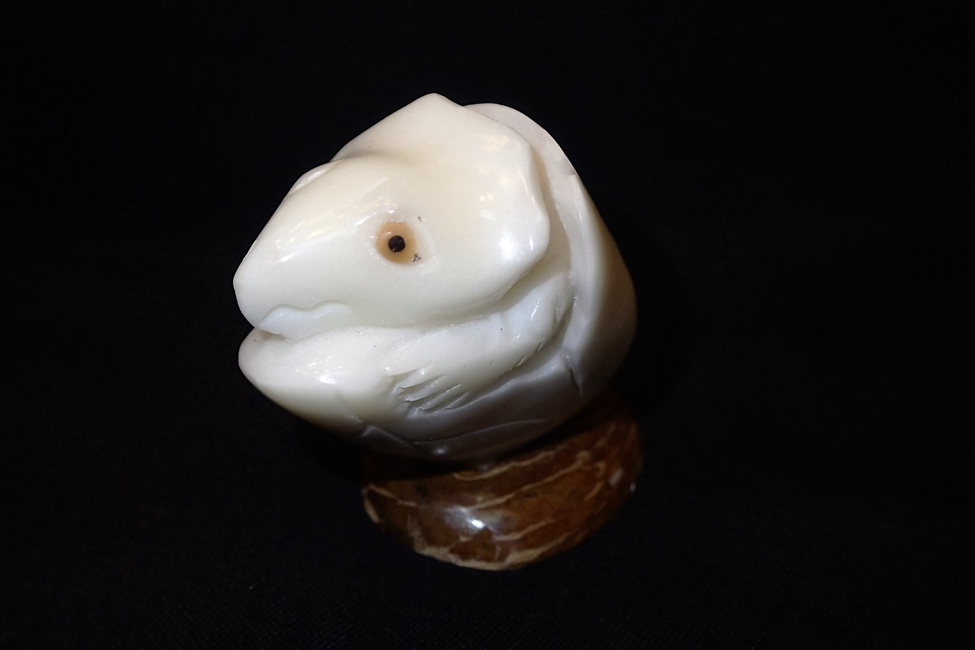 Triceratops hatching